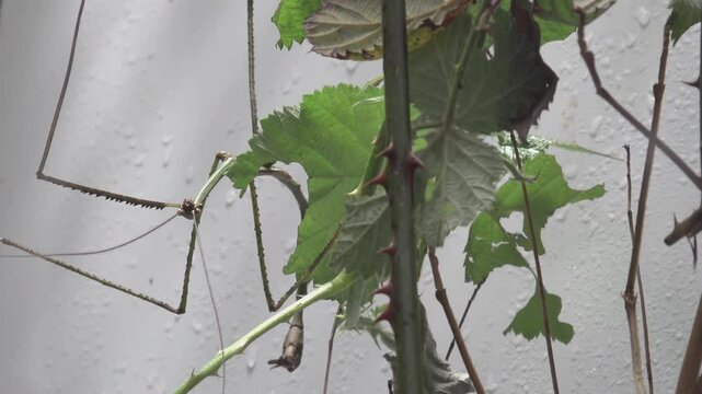 Mimic insects that hide among leaves and twigs