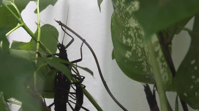 Mimic insects that hide among leaves and twigs