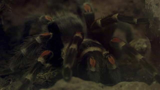 Tarantulas comprise a group of large and often hairy spiders of the family Theraphosidae.