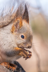 Obraz premium The squirrel with nut sits on tree in the winter or late autumn