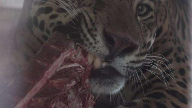 The panther eats meat