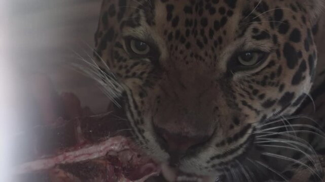 The panther eats meat