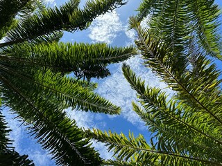 Obraz premium green tree