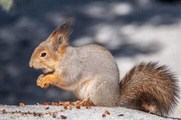 The squirrel in winter sits on white snow.