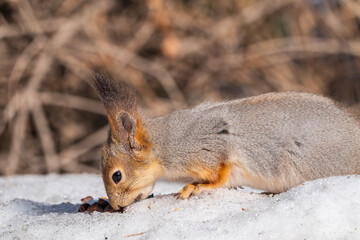 The squirrel in winter sits on white snow.