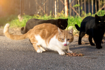 Stray ginger cat with one injured eye, representing the challenges of street animals.