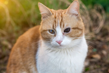 Fototapeta premium Close-up of a ginger and white street cat with one injured eye, highlighting issues of stray animals.