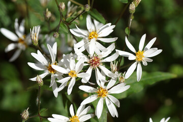 Fototapeta premium Flowering White Woodland Aster, White wood aster (Aster divaricatus syn Eurybia divaricata). Dutch garden. Summer, August, Netherlands