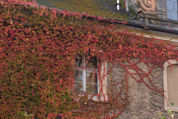 Stary budynek, okno porośnięte winoroślą, jesienią.  © Elżbieta Kaps