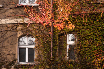 Stary budynek, okno porośnięte winoroślą, jesienią.  © Elżbieta Kaps