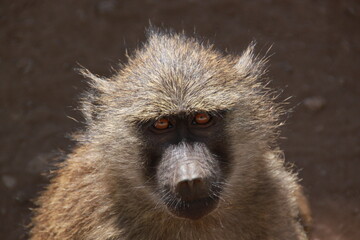 baboon sitting on the ground