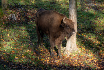 Żubry w zagrodzie w Pszczynie, śląsk, jesienią.  © Elżbieta Kaps