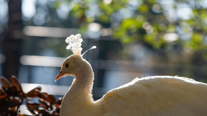Piękny ptak paw w zagrodzie, mini zoo. © Elżbieta Kaps