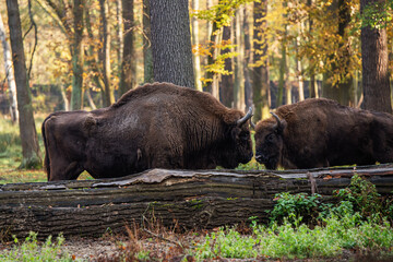 Żubry w zagrodzie w Pszczynie, śląsk, jesienią.  © Elżbieta Kaps