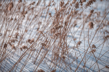 dry ears of reed in the snow near the lake in winter. natural background, winter nature