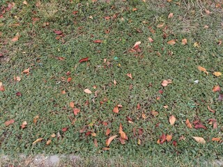 Thickets of creeping branches of Tribulus terrestris