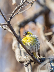 Eurasian siskin male, latin name spinus spinus, sitting on branch of tree. Cute little yellow songbird.