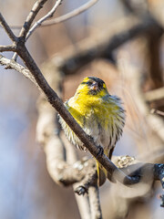Eurasian siskin male, latin name spinus spinus, sitting on branch of tree. Cute little yellow songbird.
