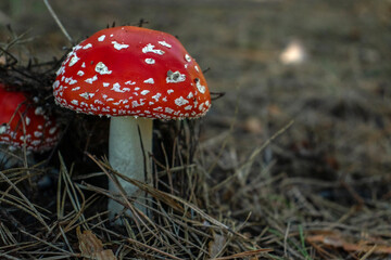 Red fly agaric (lat. Amanita muscaria) in the forest. Side view, close-up. The most recognizable poisonous mushroom.