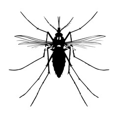 mosquito isolated on white background