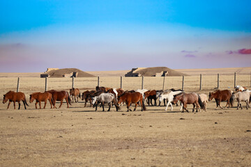 wild horses mongolia 