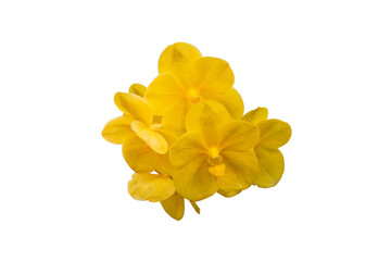 Yellow orchid flower isolated