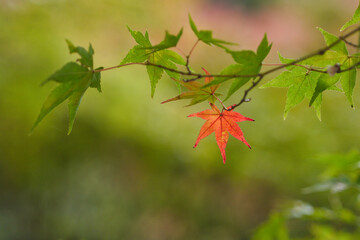 一葉が赤くなった紅葉（葉っぱ）