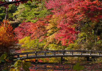 神戸市立森林植物園の紅葉