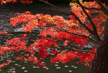真っ赤に染まった椛の紅葉