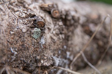 Os fungos são seres vivos macro e microscópicos que surgem nas árvores conforme os meses mais quentes se aproximam, devido às altas temperaturas e aumento da umidade,