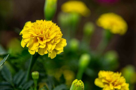 Tagetes erecta, comummente conhecido como rosa-de-oiro(grafia alternativa rosa-de-ouro) &eacute; uma planta herb&aacute;cea, que tanto pode ser anual como perene, pertencente &agrave; fam&iacute;lia das aster&aacute;ceas.
