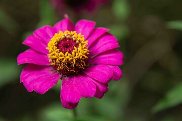 Traduzido do inglês-Zinnia elegans conhecido como juventude e idade, zínia comum ou zínia elegante, é uma planta anual da família Asteraceae.