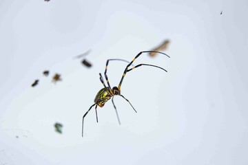 Traduzido do inglês-Trichonephila clavata, também conhecida como aranha Joro, é uma aranha do gênero Trichonephila. Nativo do Leste Asiático, é encontrado em toda a China, Japão, Coreia e Taiwan.