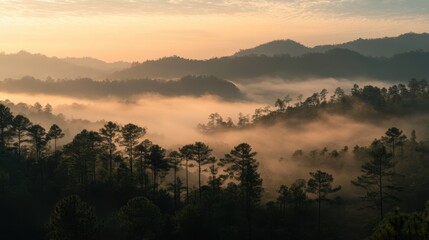 Obraz premium The foggy hills of Betong at dawn, with silhouettes of pine trees and the first light