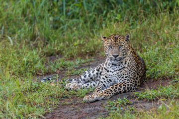 leopard in the grass