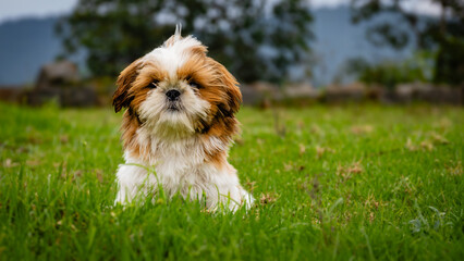 Portrait - Shih Tzu Puppy