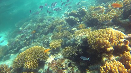 Obraz premium Vibrant Underwater Coral Garden Teeming with Diverse Marine Life,Ideal for Diving and Snorkeling