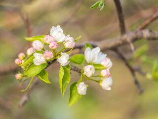 White blossoming apple trees. White apple tree flowers