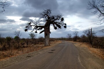 Baobab tree with red-billed buffalo weaver nests silhouetted against a stormy sky