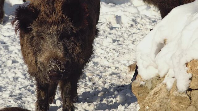 Wild boar is looking for food in the snow