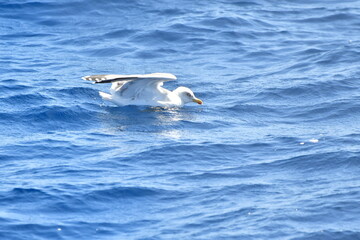 GAVIOTA PATIAMARILLA EN LA COSTA DE TENERIFE