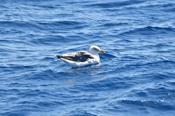 GAVIOTA PATIAMARILLA EN LA COSTA DE TENERIFE