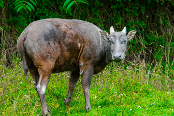 Lowland anoa in the field