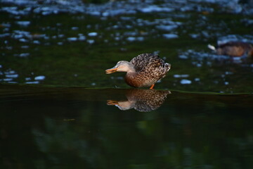 PATOS