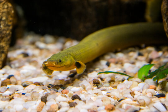 Reedfish or ropefish underwater