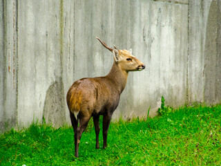 Indian hog deer in the field