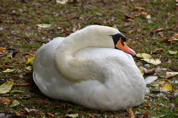 CISNE