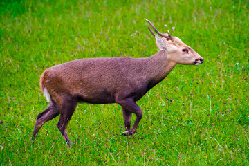 Indian hog deer in the field
