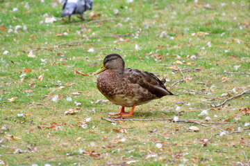 PATOS