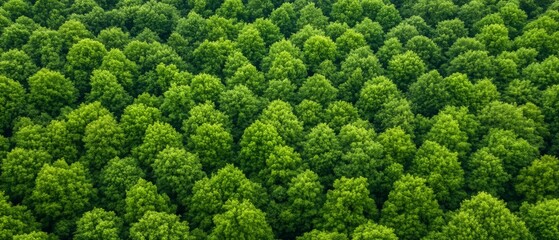 Aerial view of a vast dense forest canopy with diverse lush green tree species, jungle foliage background.